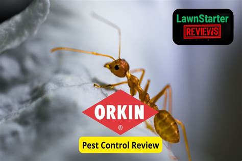 orkin mosquito treatment reviews